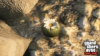 Locais para encontrar plantas de peiote no GTA Online
